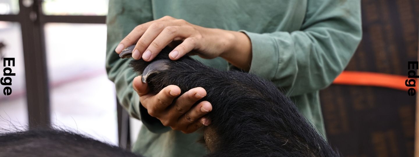 Staff member in an Animals Asia shirt gently holds a bear’s paw, inspecting its claws indoors.