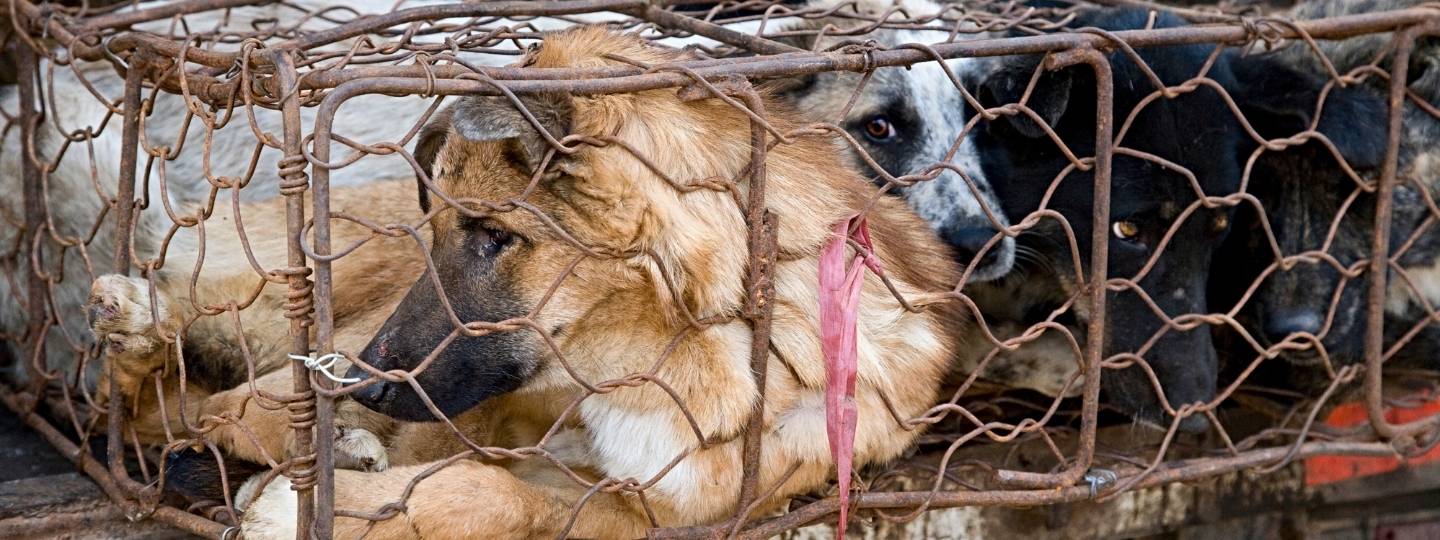 Several dogs lying close together in a small, rusty wire cage.