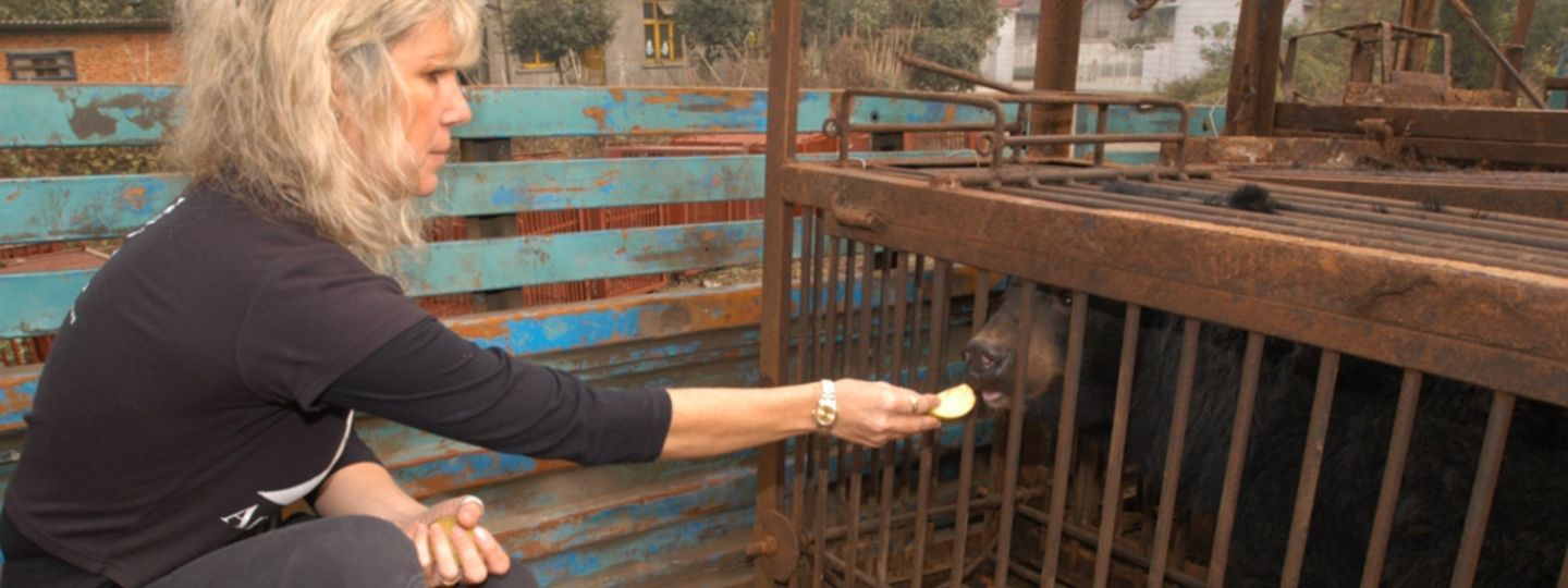 Person feeds a bear inside a rusty metal cage on the back of a truck, highlighting animal rescue and welfare efforts in an outdoor setting.