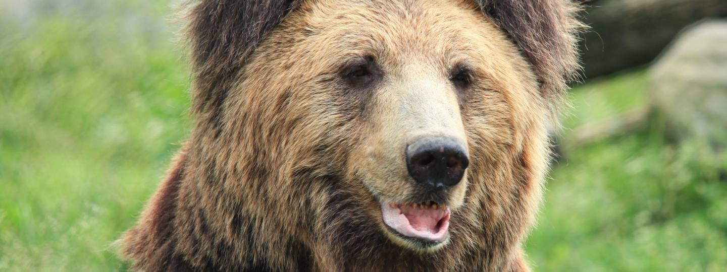 Close-up of a brown bear's face outside surrounded by greenery and looking happy