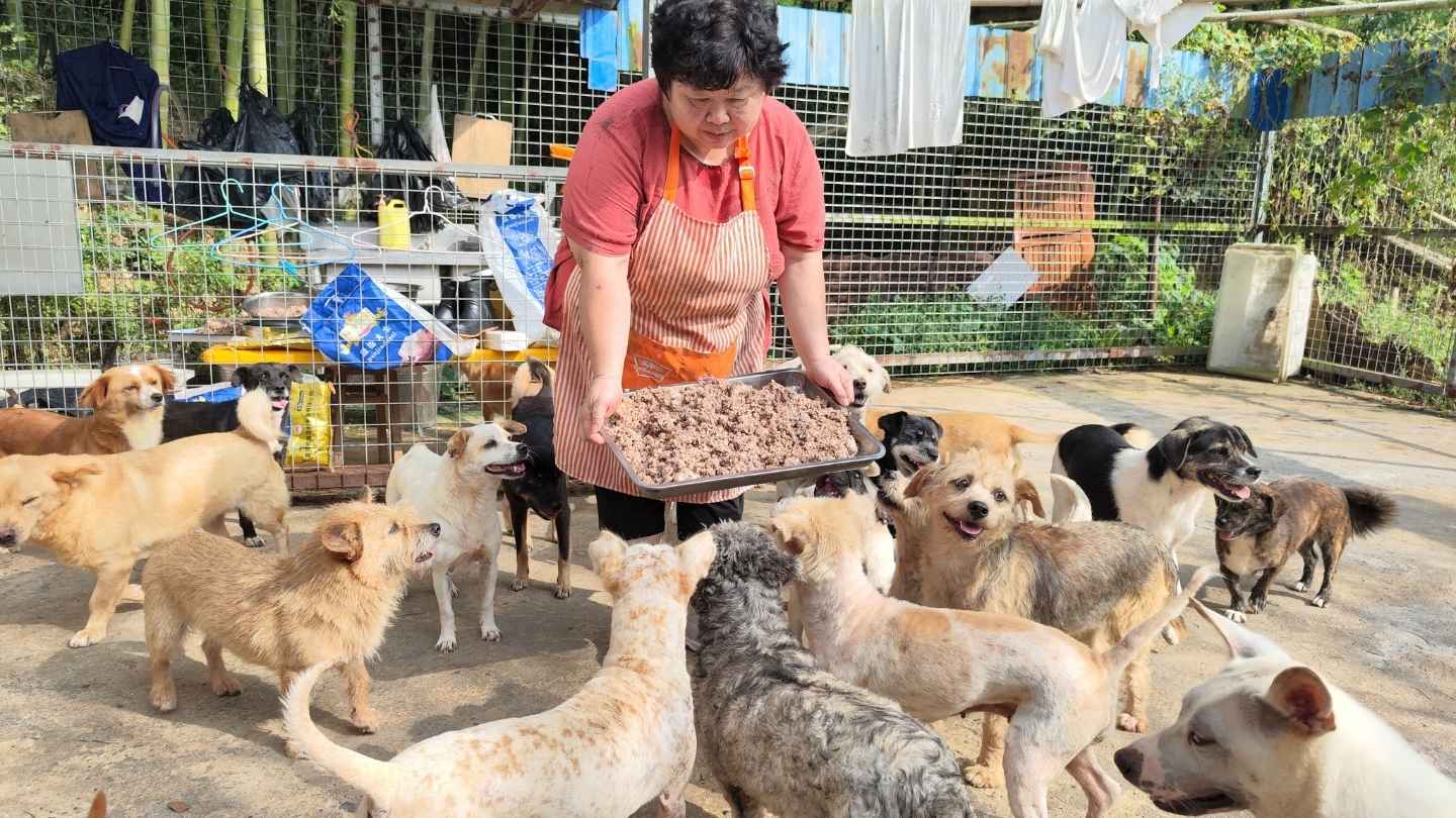 Woman in an apron holding a tray of food, surrounded by a group of eager dogs in an outdoor shelter area.