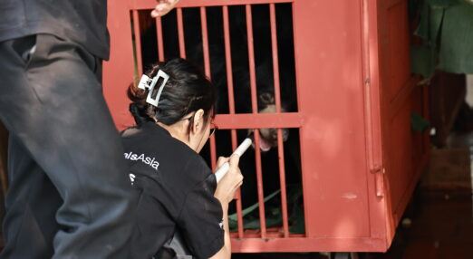 Caretaker interacting with a bear inside a red metal transport cage, using a tube to feed or administer care.