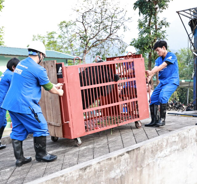 Animal Asia staff in blue uniforms moving a red bear transport cage on wheels outdoors during rescue operation.