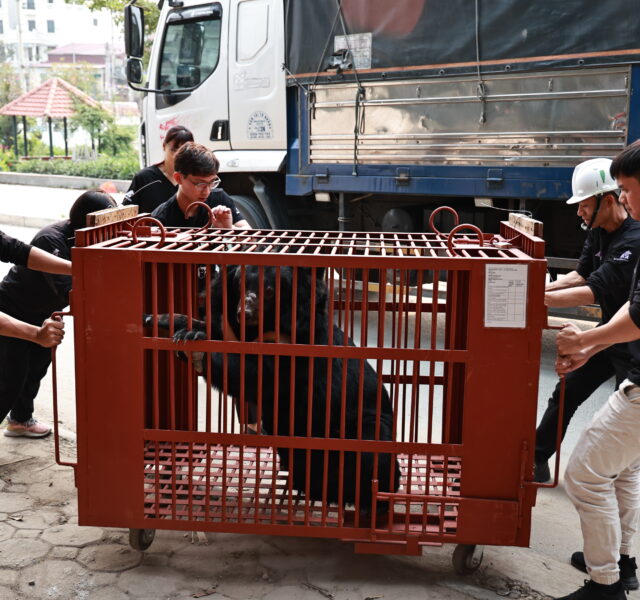 Rescue team moving a red transport cage containing an Asiatic black bear near a large truck during a relocation operation.