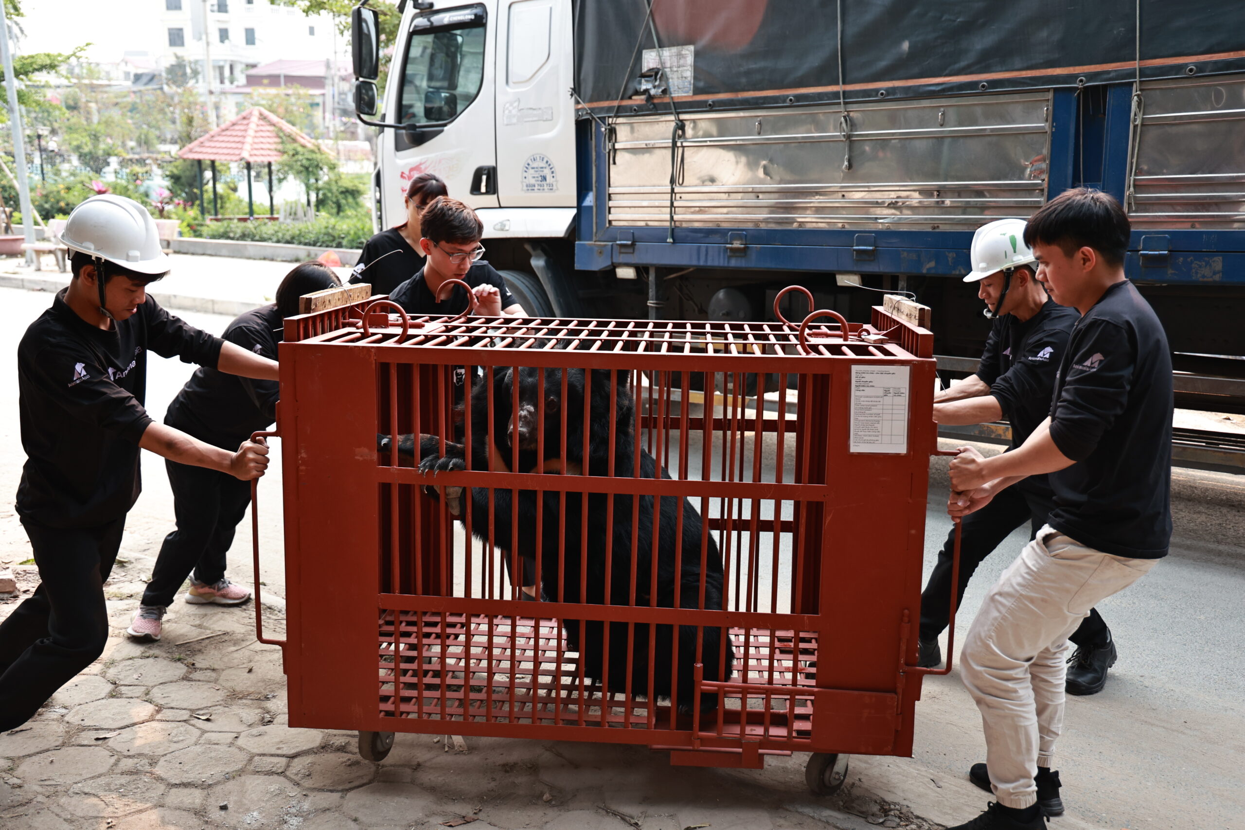 Rescue team moving a red transport cage containing an Asiatic black bear near a large truck during a relocation operation.