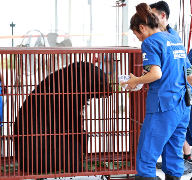 Animal Asia staff in blue uniforms offering water to a bear sitting inside a red transport cage during rescue operation.
