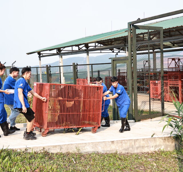 Animal Asia staff in blue uniforms moving a red bear transport cage on wheels into a sanctuary enclosure outdoors.