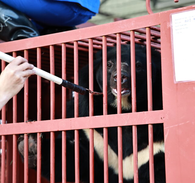 Person feeding an Asiatic black bear through the bars of a red cage during a rescue or veterinary procedure.