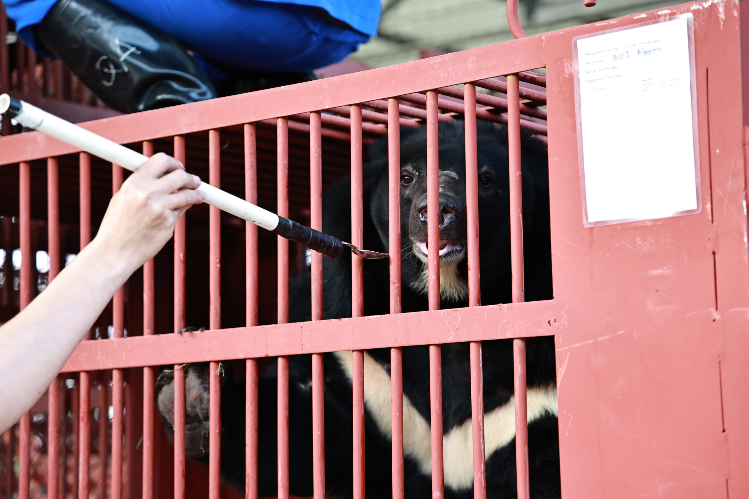 Person feeding an Asiatic black bear through the bars of a red cage during a rescue or veterinary procedure.