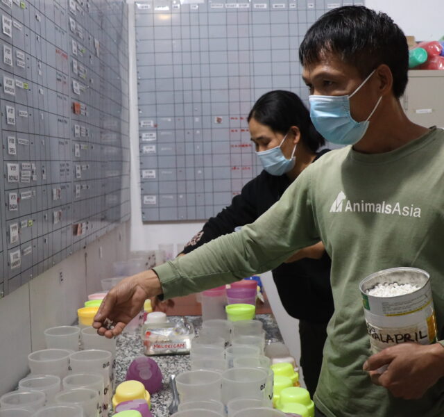 Animals Asia staff preparing animal medications and supplements in a storage room with organized containers.