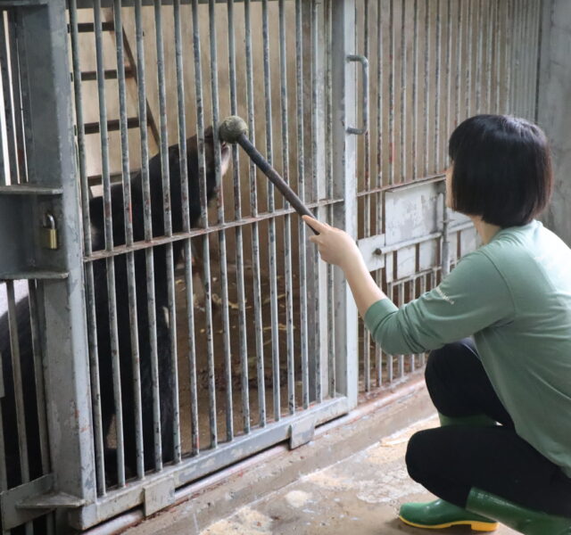 Caregiver performing training or enrichment activity with an Asiatic black bear in a large indoor cage.