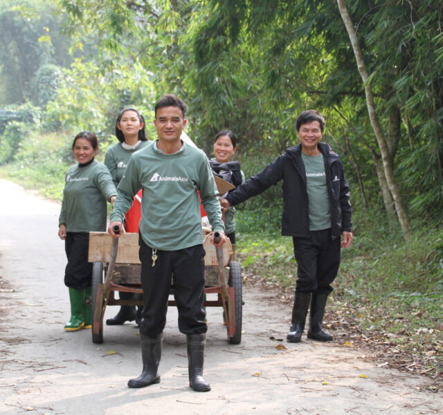 Animals Asia staff pulling a wooden cart along a forested path during sanctuary work.