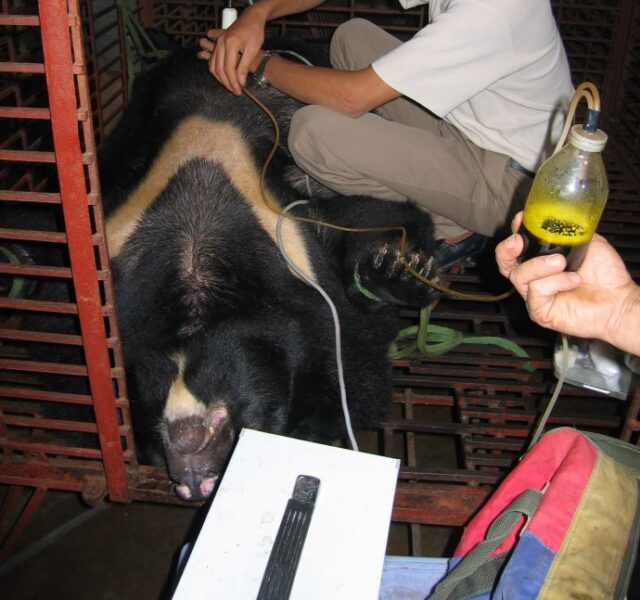 Asiatic black bear lying on back with tube held by person to drain bile into container