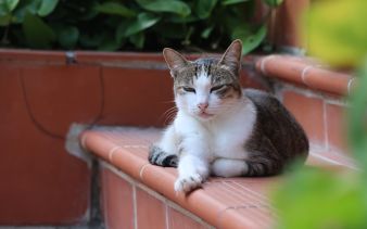 Cat with white chest sitting on orange tile step with some plants in the background