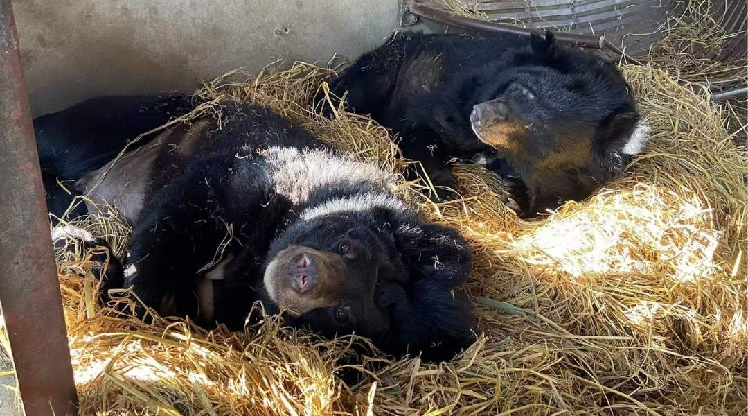 Two moon bears lie side by side in a cosy straw nest