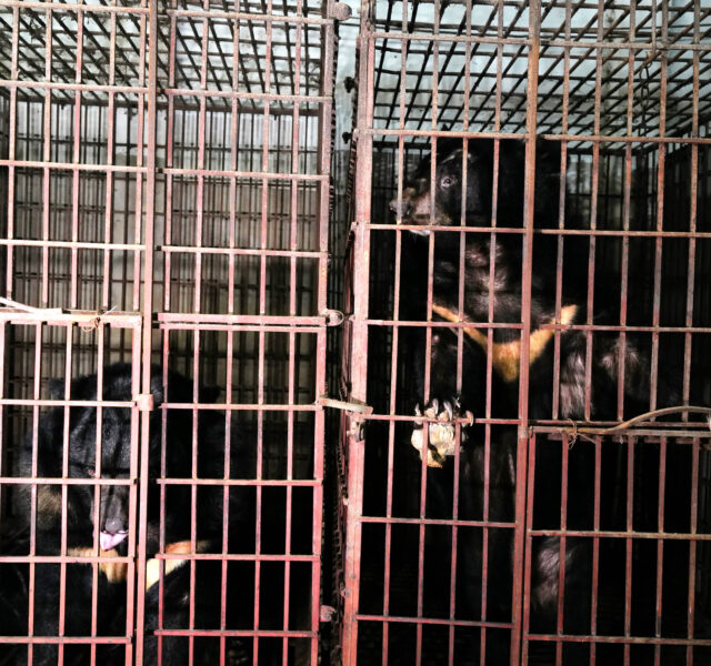Two Asiatic black bears in side by side rusting cages, one sitting down on the left, right bear standing gripping bars. Both gold crescents showing.