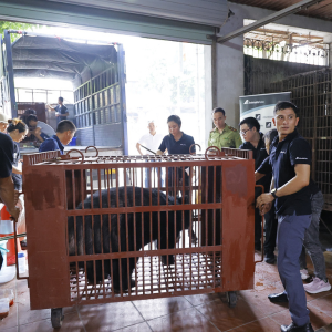Group in black t-shirts with white logo around a red cage on wheels with bear inside, Cage being moved towards shed door.