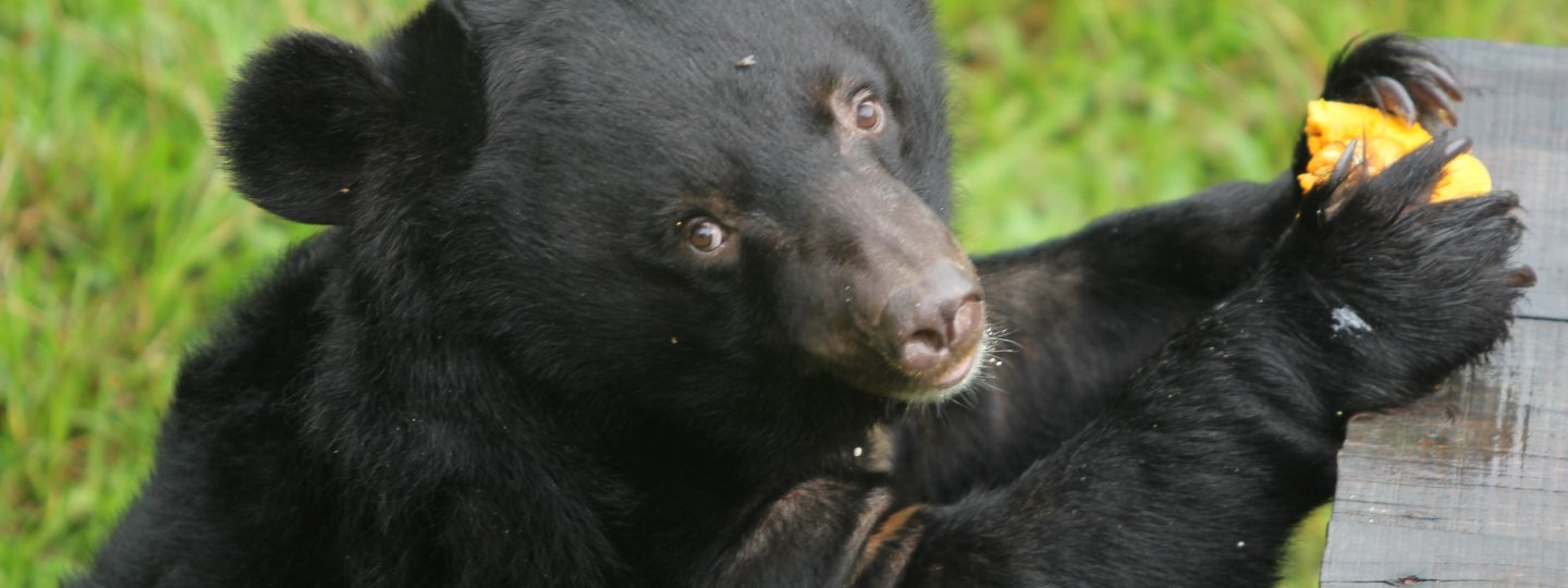 Moon bear holds a piece of orange fruit in its paw while sitting on grass near a wooden platform in an outdoor enclosure.