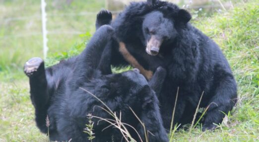 Two moon bears play together on grassy ground in an outdoor enclosure, showing their cream chest markings.