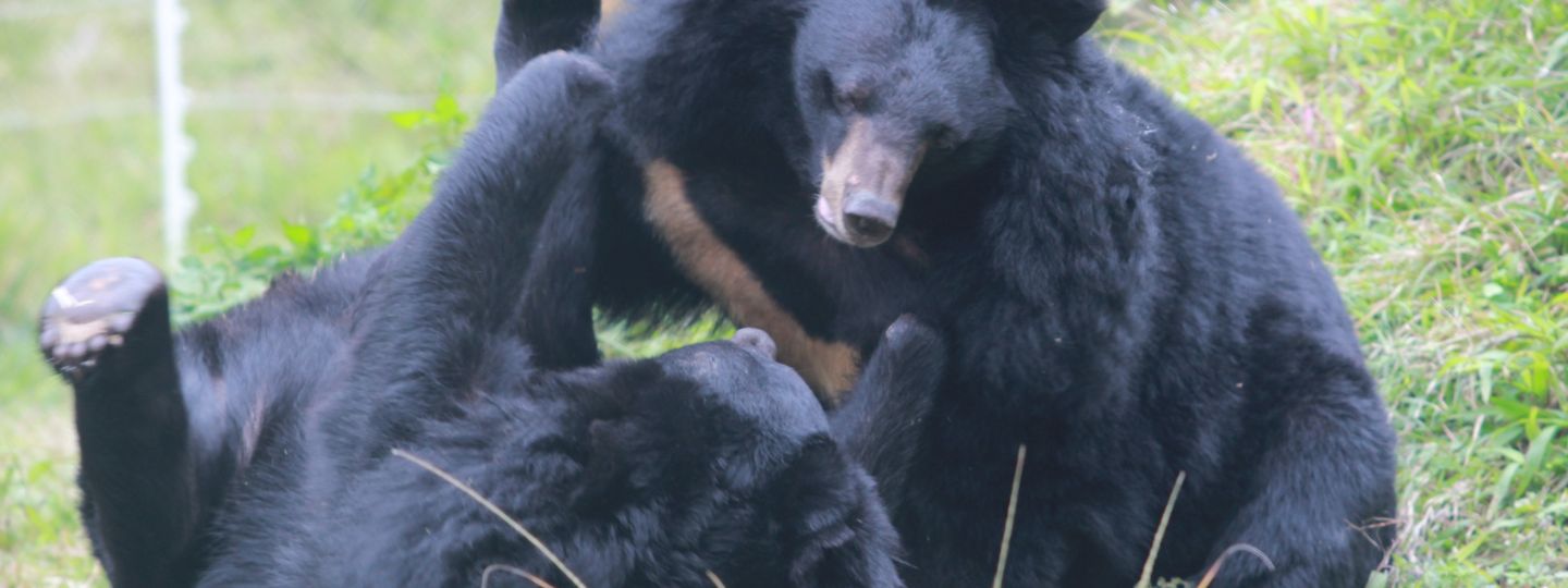 Two moon bears play together on grassy ground in an outdoor enclosure, showing their cream chest markings.