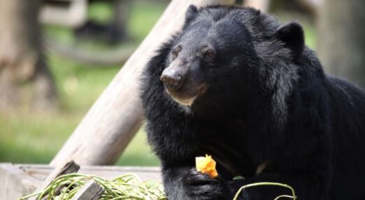 Moon bear with thick fur holds a piece of apple, surrounded by green plants in a sunny outdoor enclosure.