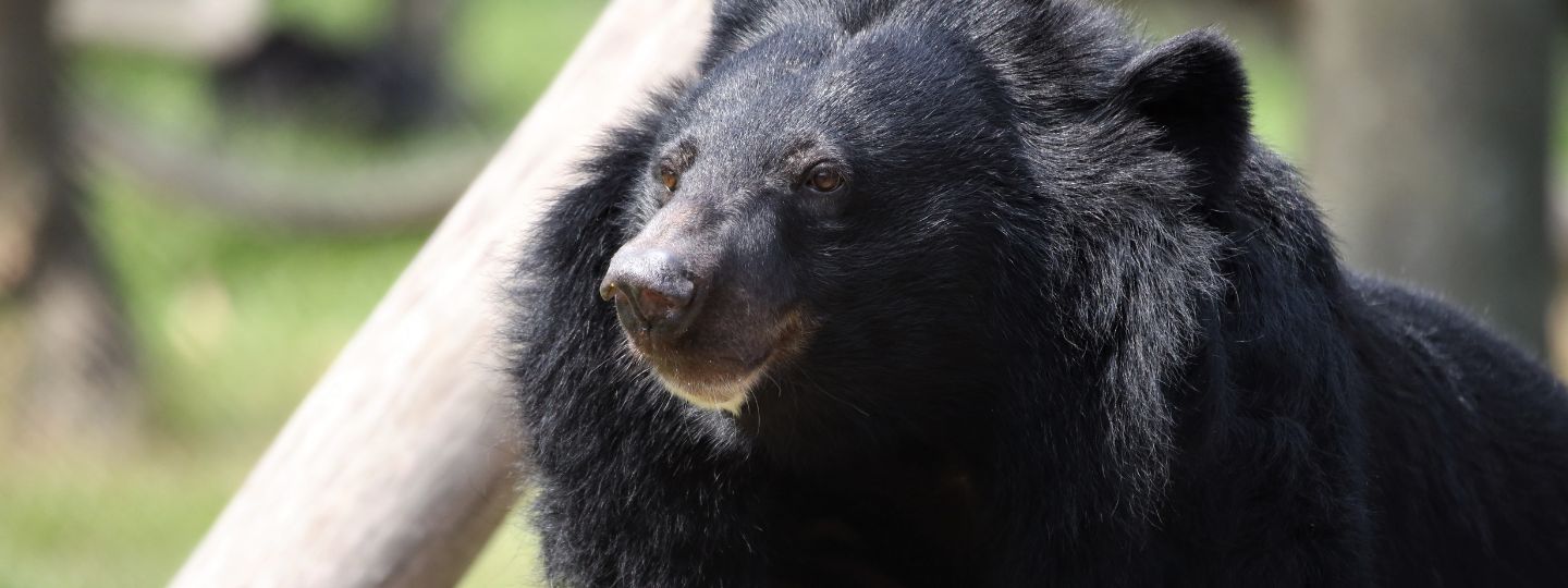 Moon bear with thick black fur and a cream-colored snout stands in a sunlit grassy outdoor enclosure.