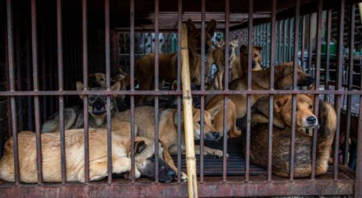 Several dogs crowded together inside a rusty metal cage, looking out through the bars in a confined and distressing environment.