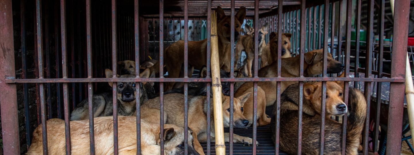 Several dogs crowded together inside a rusty metal cage, looking out through the bars in a confined and distressing environment.