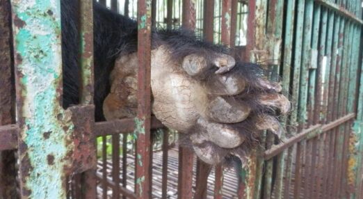 Close-up of a bear’s paw extended through rusty metal bars of a cage, showing cracked claws and rough fur.