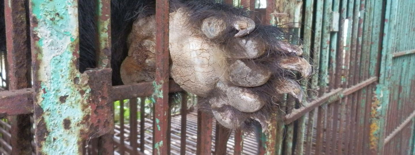 Close-up of a bear’s paw extended through rusty metal bars of a cage, showing cracked claws and rough fur.