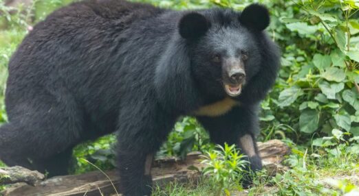 Moon bear with a cream-colored chest marking stands in front of green leafy bushes in a natural outdoor setting.