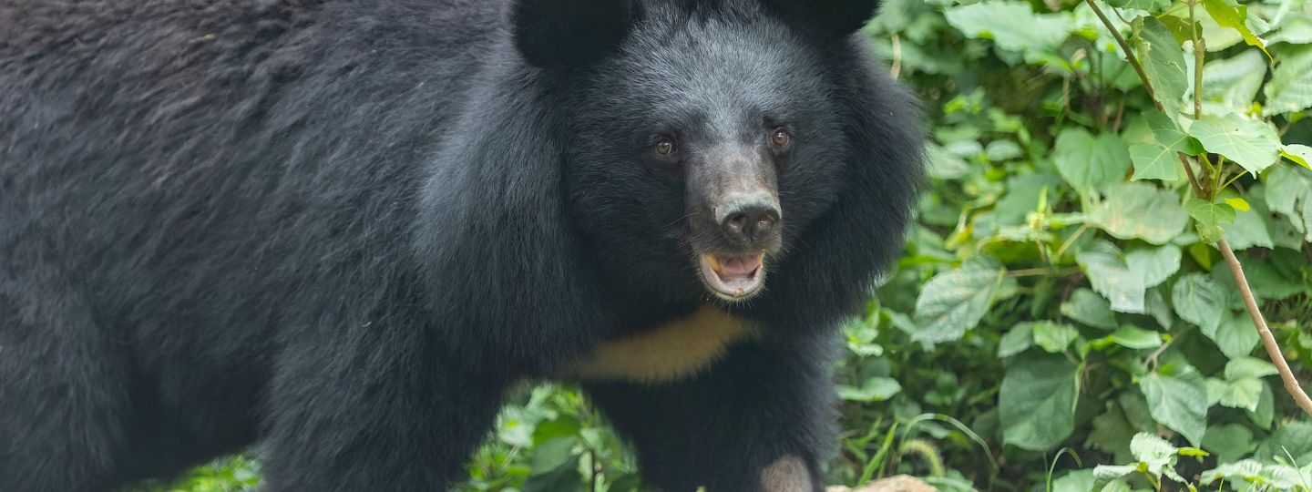 Moon bear with a cream-colored chest marking stands in front of green leafy bushes in a natural outdoor setting.