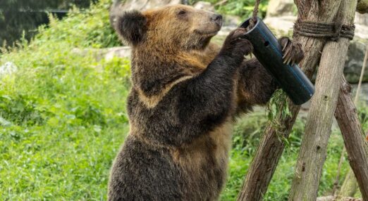 Brown bear stands on hind legs, interacting with a hanging black enrichment tube attached to a wooden post in a grassy enclosure.