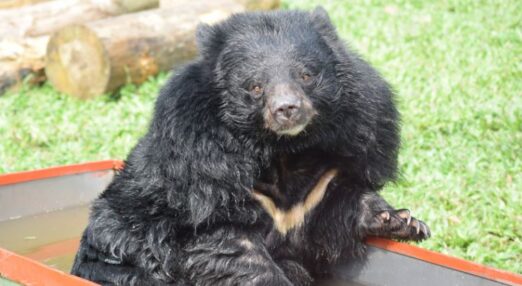 Moon bear with a thick coat and cream chest markings sits on the grass beside a wooden log and a shallow water trough.