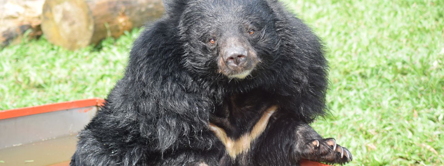 Moon bear with a thick coat and cream chest markings sits on the grass beside a wooden log and a shallow water trough.