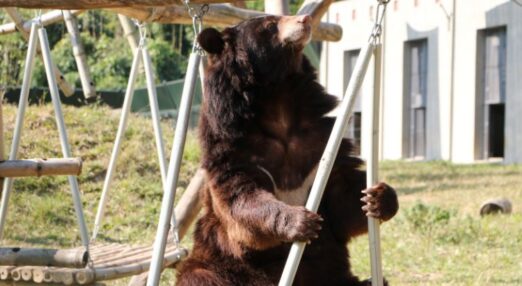 Moon bear with chest markings sits upright on a wooden platform in a grassy outdoor enclosure with climbing structures.