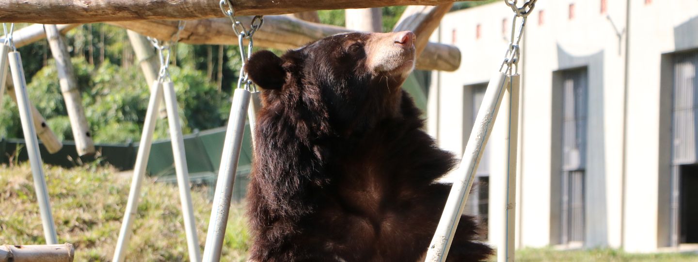 Moon bear with chest markings sits upright on a wooden platform in a grassy outdoor enclosure with climbing structures.