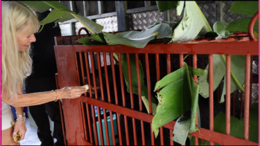 Woman with long blond hair feeding banana to black bear in orange cage with green banana leaves on top of cage