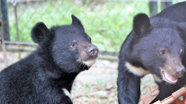 Close up of two small Asiatic black bear cubs, one on left side to camera with golden chin, one on right off centre to camera, gold crest partially visible.