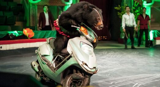 Asiatic black bear wearing a muzzle and costume rides a scooter inside a circus ring during a live performance.