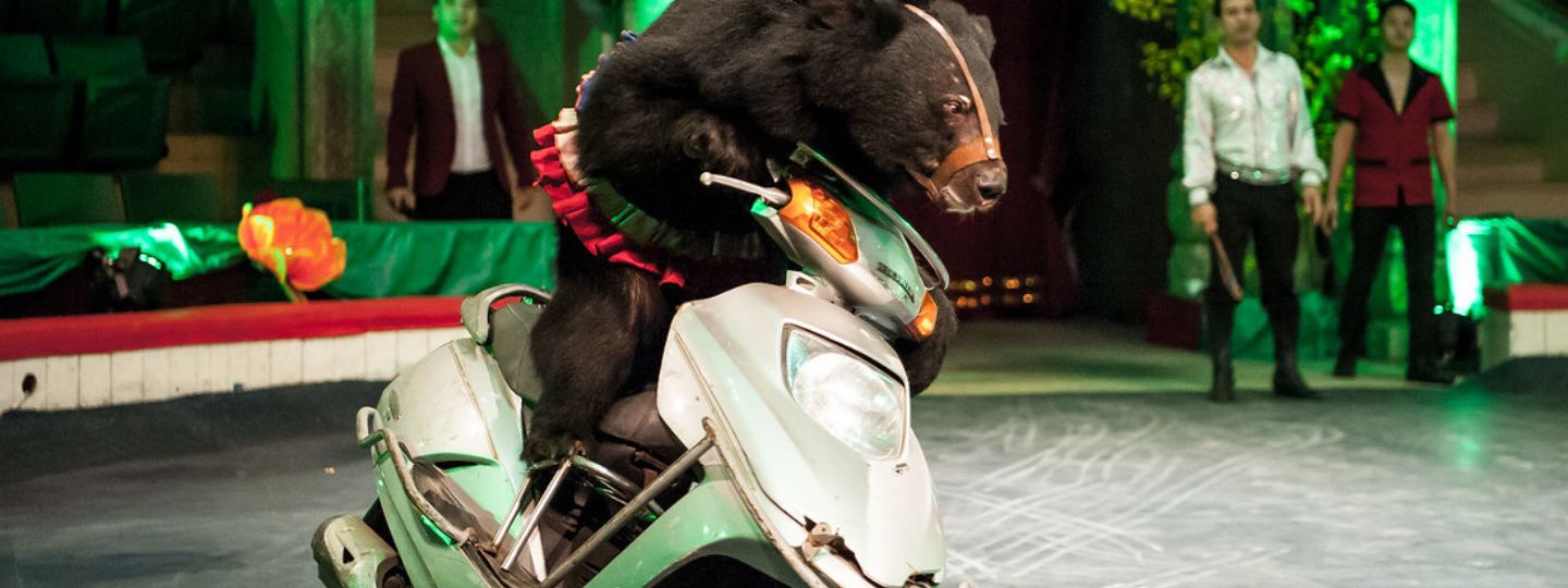 Asiatic black bear wearing a muzzle and costume rides a scooter inside a circus ring during a live performance.