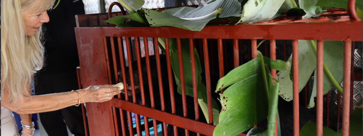 Woman with long blond hair feeding banana to black bear in orange cage with green banana leaves on top of cage