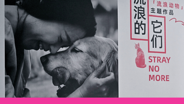 Landscape image with black and white close up of woman and dog touching foreheads on the left, and red image of cat and the words Stray No More on the right, with Chinese translation outlined in red frame.