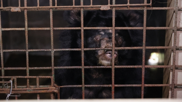 Close up of an adult moon bear in a rusty cage in a dark room.