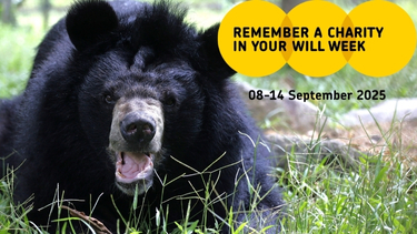 Picture of a happy looking moon bear on a grassy enclosure with Remember A Charity Week logo in the corner