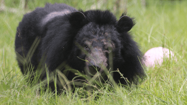 Asiatic black bear in long green grass, balding patch on its back, looking directly into camera.