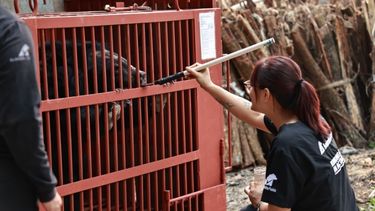 A moon bear in a red transport cage gingerly licks jam from a spoon held out by a female Animals Asia team member.