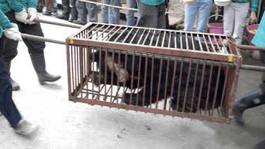 Asiatic black bear with bald face, in very small cage being carried to safety by rescuers