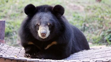 Fluffy, healthy looking bear in a grassy enclosure faces the camera