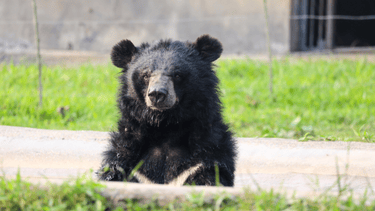 Asiatic black bear sitting upright in a pool with green grass in the background. Bear looking towards camera, with partial crescent visible on chest.